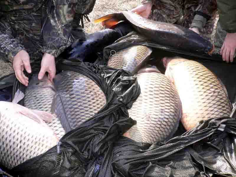 Braconaj piscicol Braconaj