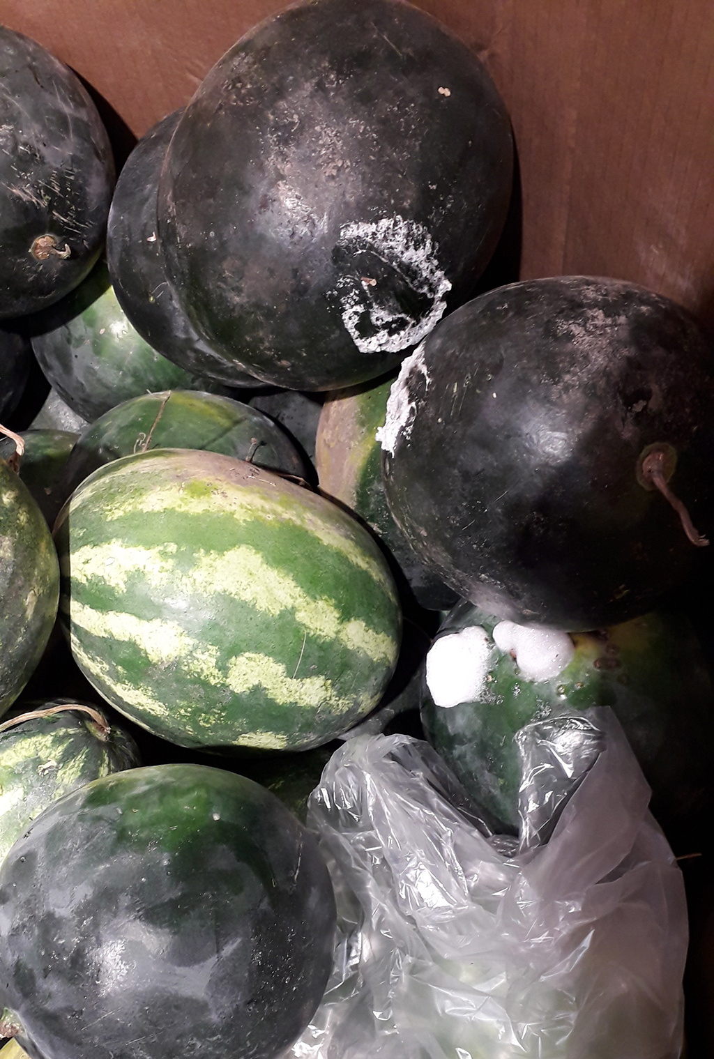 Pepeni fermentați la LIDL Luduș