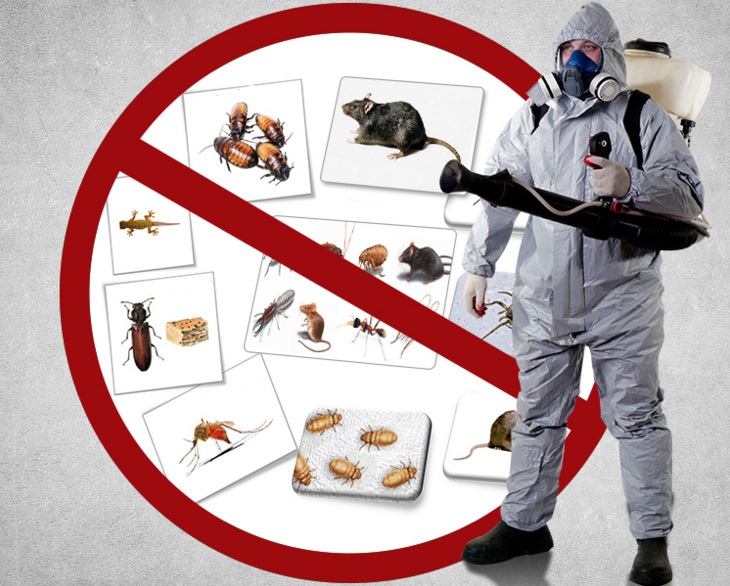 Societatea DDD INSECTO SRL informează populația municipiului despre operațiunile de deratizare care se vor efectua pe domeniul public Societatea DDD INSECTO SRL informează populația municipiului despre operațiunile de deratizare care se vor efectua pe domeniul public