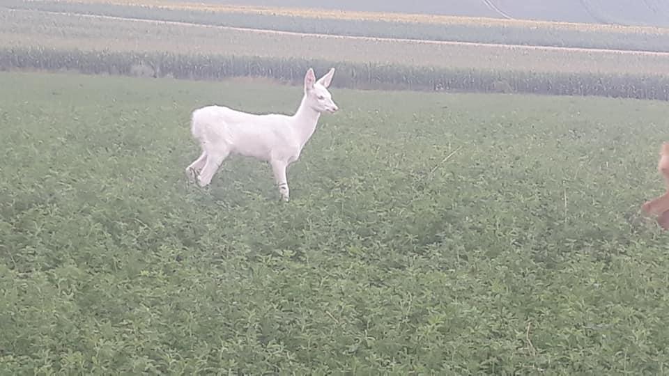 RARITATE – la Cluj a fost fotografiata o caprioara alba