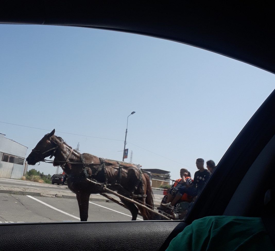 Cruzime față de un cal, la Turda