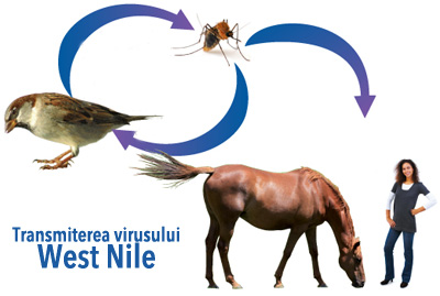 Infecția cu virusul West Nile este un pericol real –Primăria Municipiului Câmpia Turzii ia măsuri concrete pentru exterminarea țânțarilor