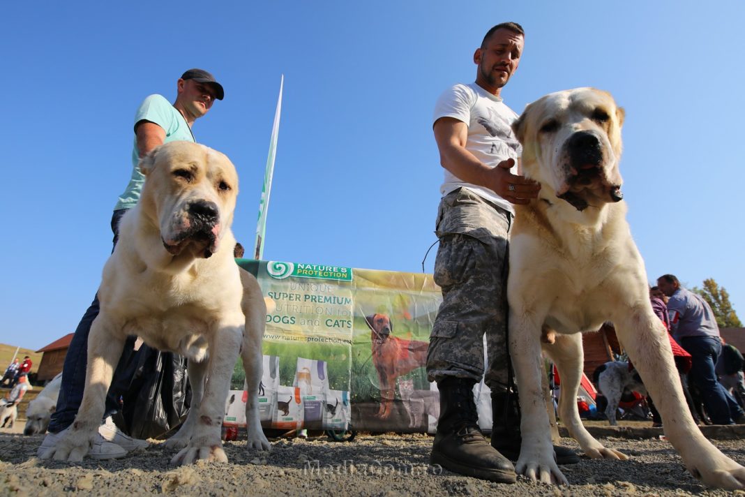 Turda Dog Show, fara spectatori, la Luncani