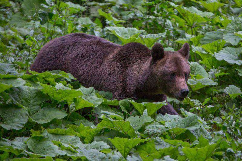 Operațiune de căutare fără precedent, în Parcul Municipal Câmpia Turzii