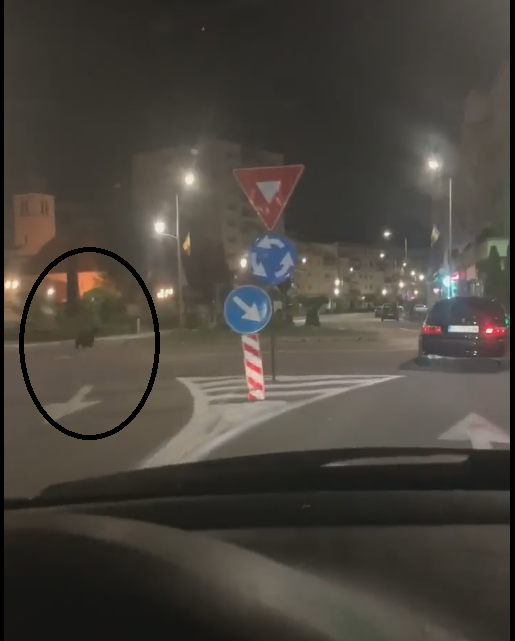 Iată FILMAREA de aseară a aventurii ursului din Câmpia Turzii