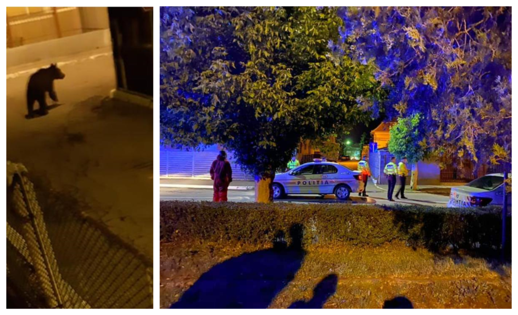 După o noapte întreagă de căutări, ursul din Câmpia Turzii este LIBER!