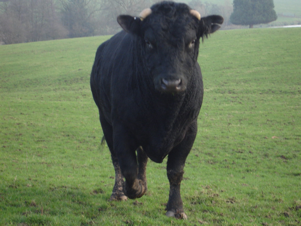 Tragedie la Săvădisla – un fermier a fost OMORÂT de taur