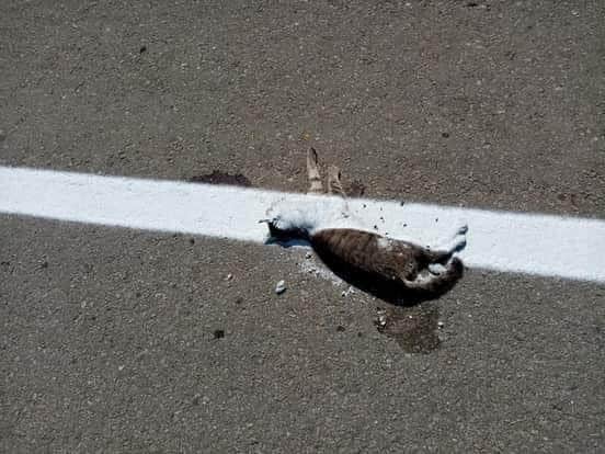 Așa ceva? Au trecut cu marcajul peste o mâță moartă