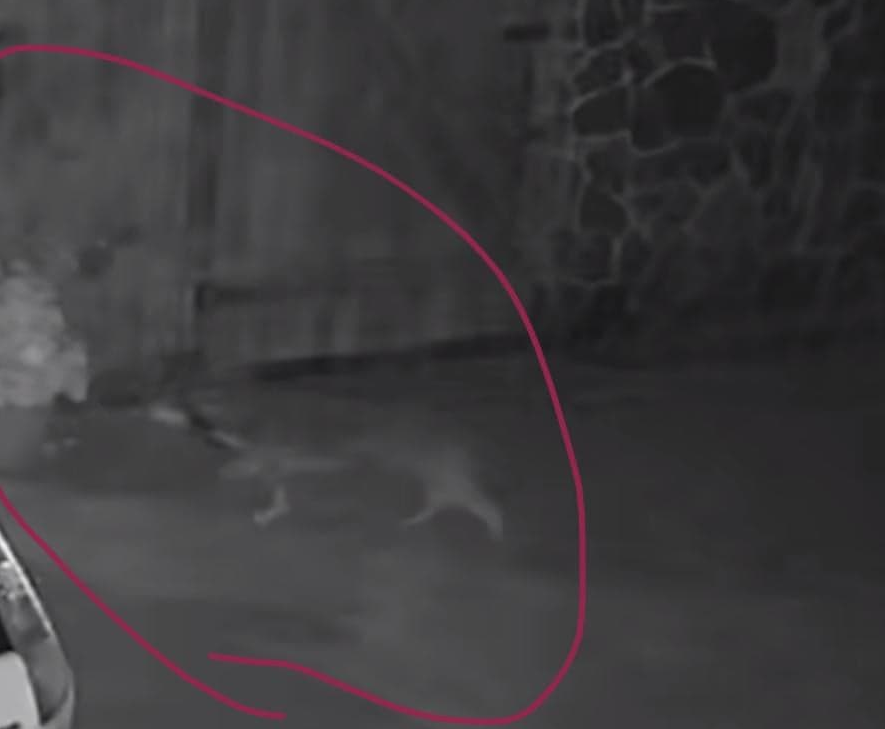 Audio – Ți se ridică părul pe spate! Iată cum urlă șacalii de pe malul Arieșului