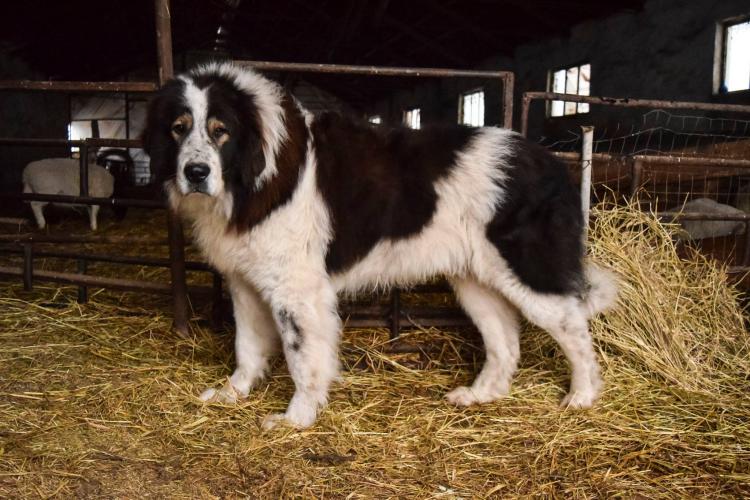 Câini ciobănești liberi la Tureni – sunt PERICULOȘI