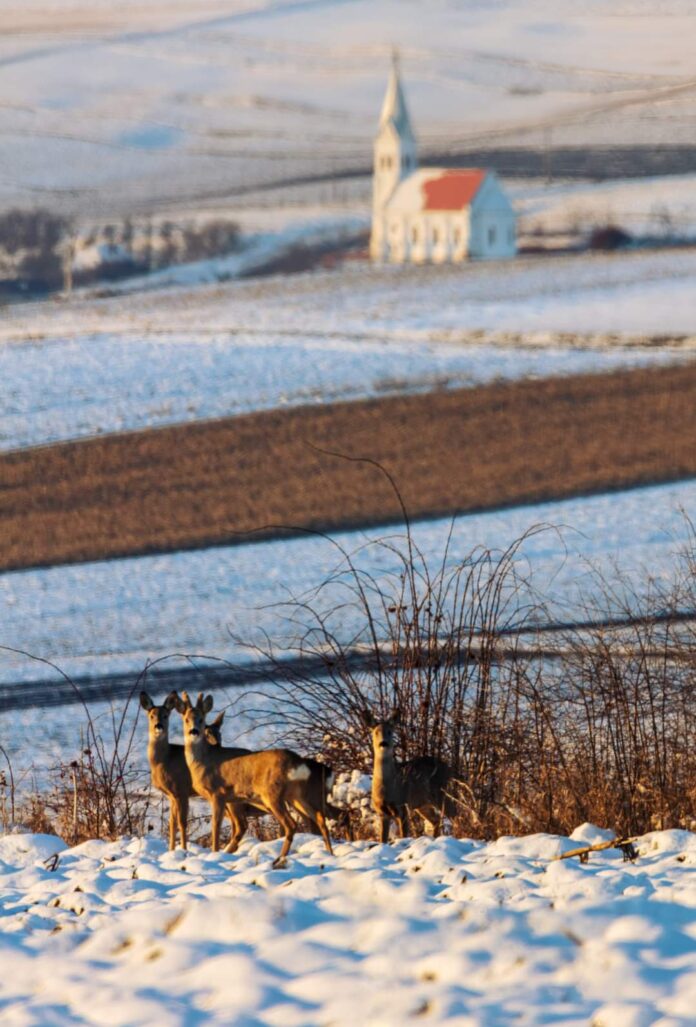 FB_IMG_1642146709475