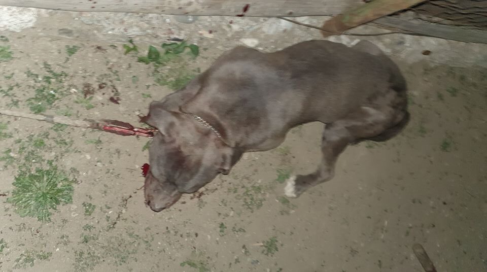 Câini maidanezi, omorâți chiar în noaptea de Revelion