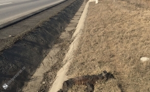 media-164395446631195200