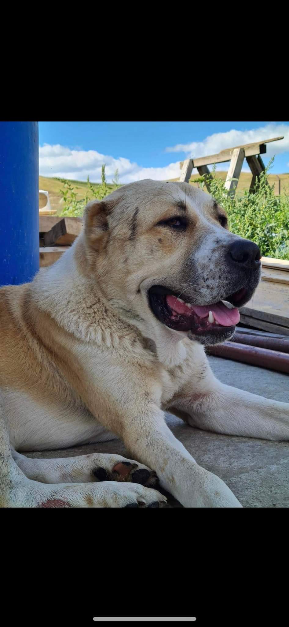 Pierdut caine in Campia Turzii