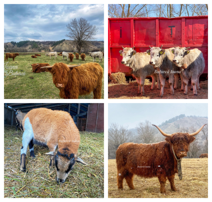 ferma-rarități-câmpia-turzii