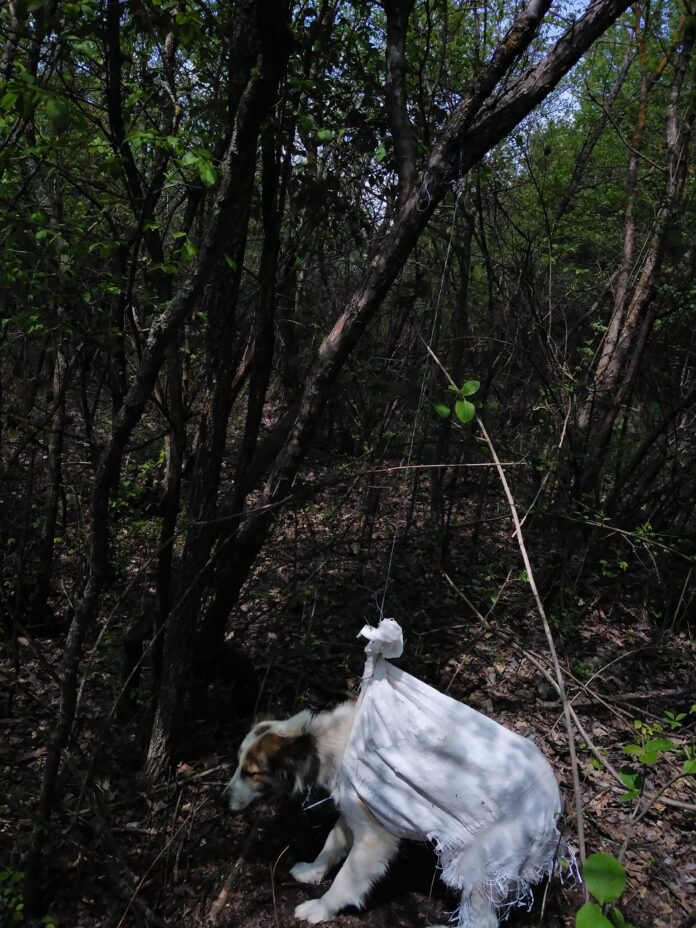 câine-chinuit-berchieșu