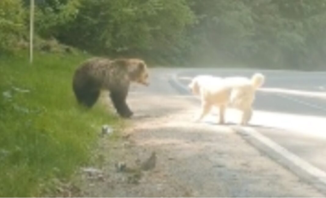 Confruntare între un câine și un URS, pe Valea Arieșului