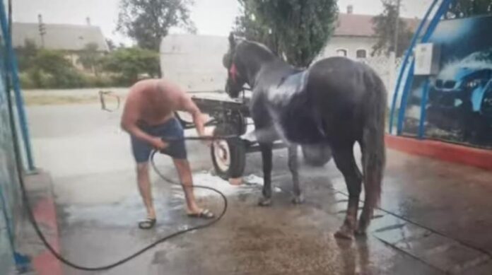 cu-calul-la-spălătorie
