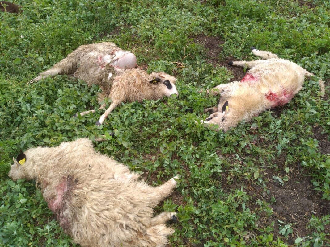 Urșii fac PRĂPĂD în zona de munte a județului Cluj