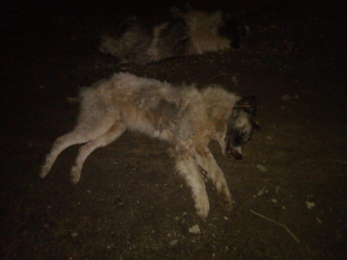 28828432_10213313964538207_1639169136046676160_o