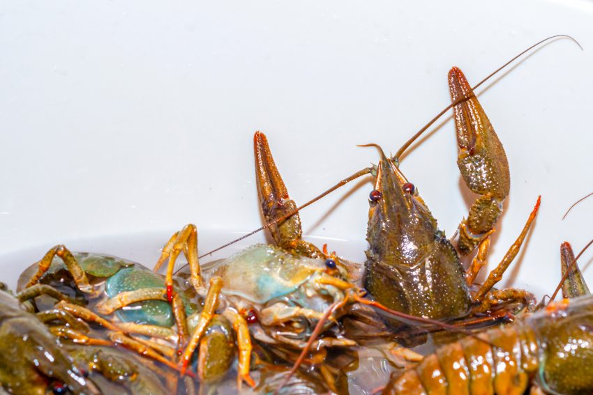 770 de kg de raci, confiscați la punctul vamal Nădlac