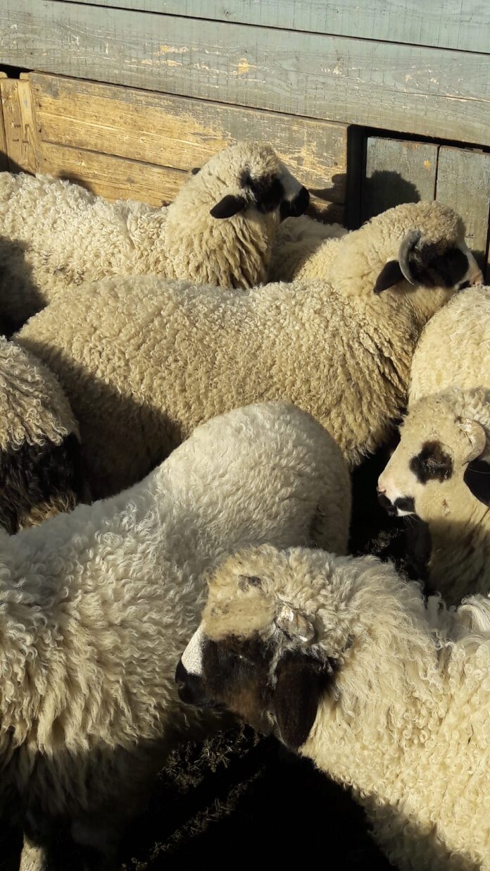 320014391_689368769437381_3403372785757193592_n