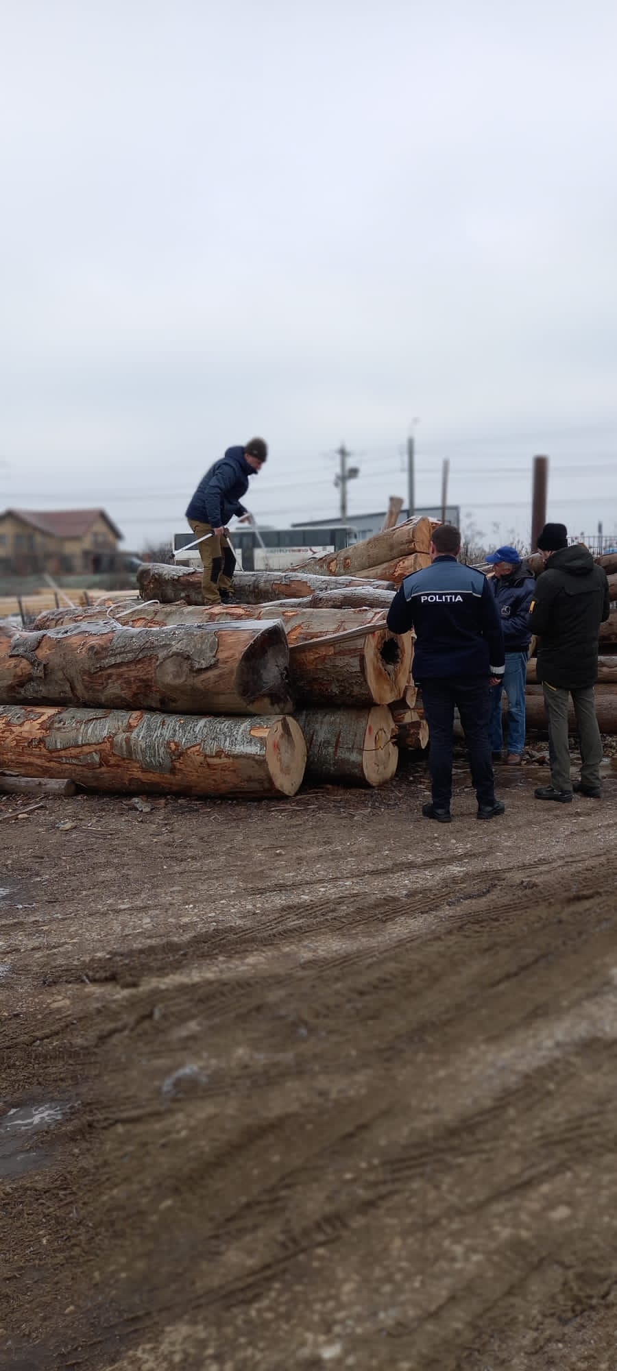 Actiune pe linie silvica a politistilor din Câmpia Turzii Actiune pe linie silvica a politistilor din Câmpia Turzii