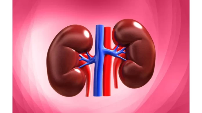 functiile-rinichilor_a3112dc2-2e8e-4f54-a290-f699a0d9282b