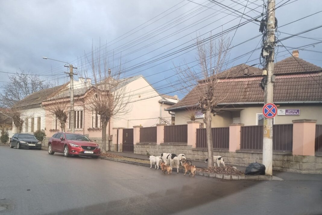 Haită de câini, pe străzile turdene