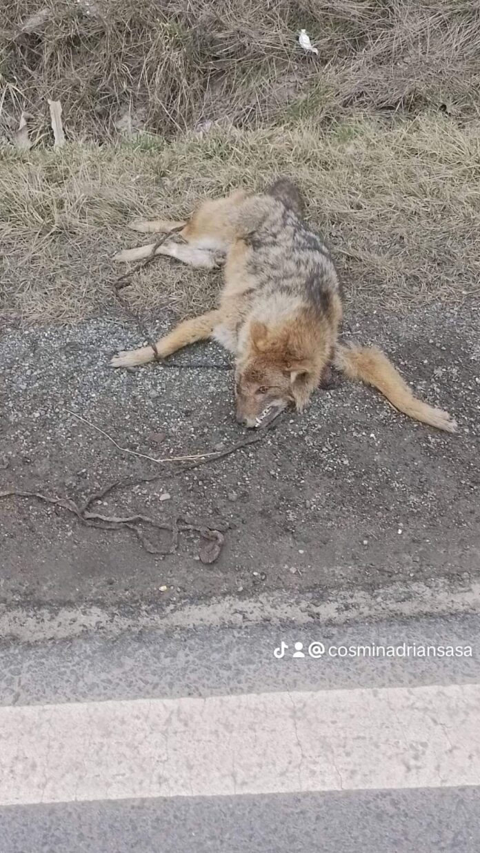 FB_IMG_1708556381919