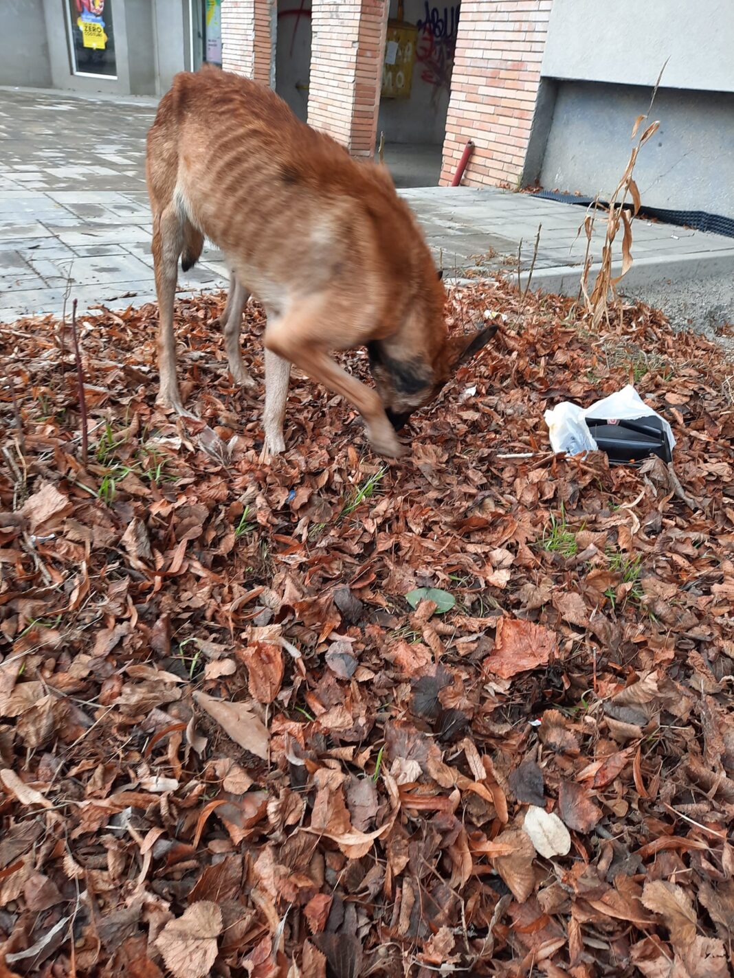 Fără îndoială, omul este cel mai nenorocit animal