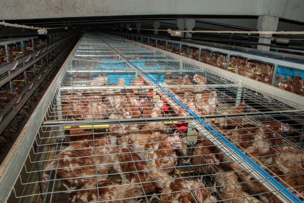 De la promisiuni la acțiuni: chiar renunță firmele la ouăle de la găini chinuite?