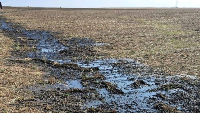 dejectii-porcine-camp-e1696412275204