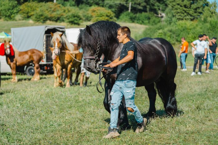 festival-ecvestru-reghin