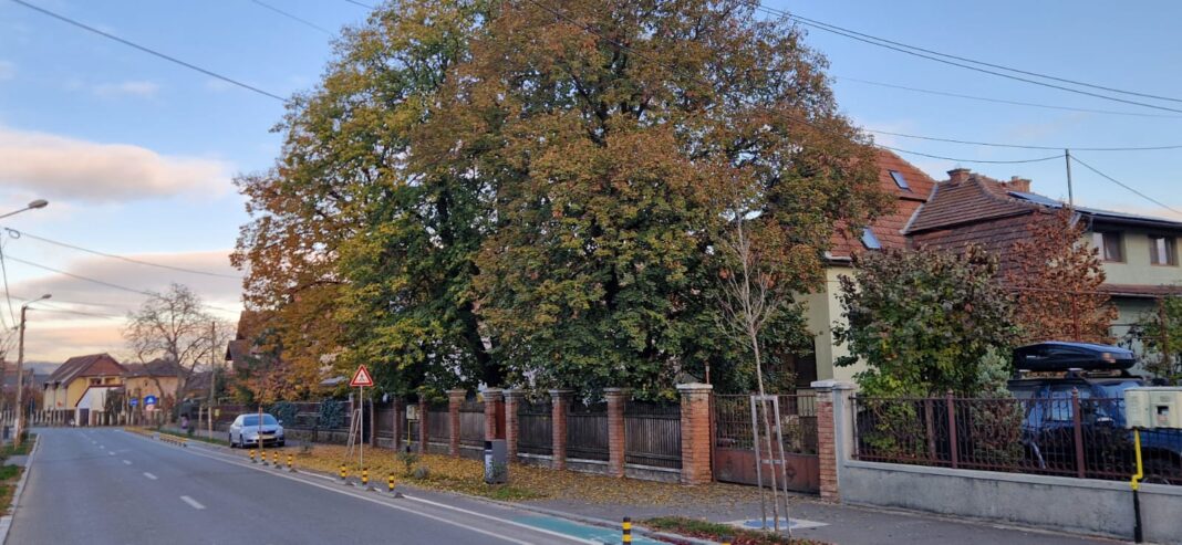 🌳Cu toții ne dorim un oraș curat, de ce să nu-l curățăm noi?