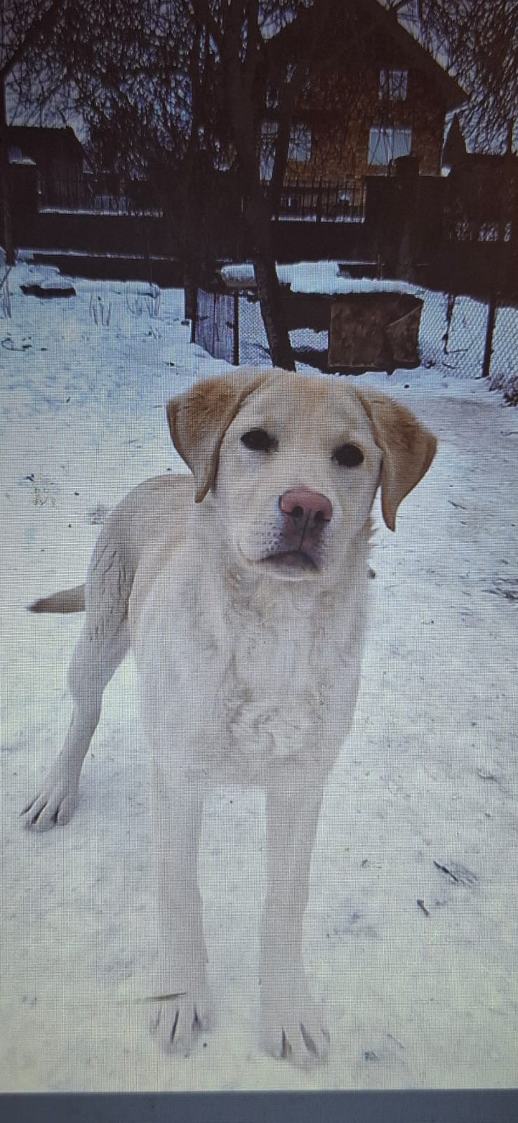 Labrador pierdut lângă Câmpia Turzii