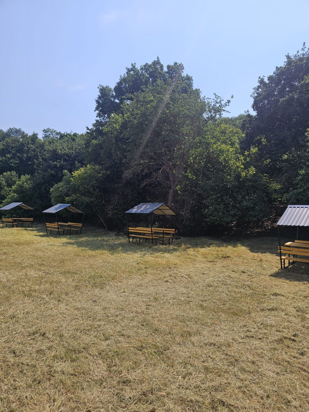 Copac secular la Berchieșu – monument al naturii și loc de popas copac secular berchieșu