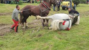 falko tortura cailor