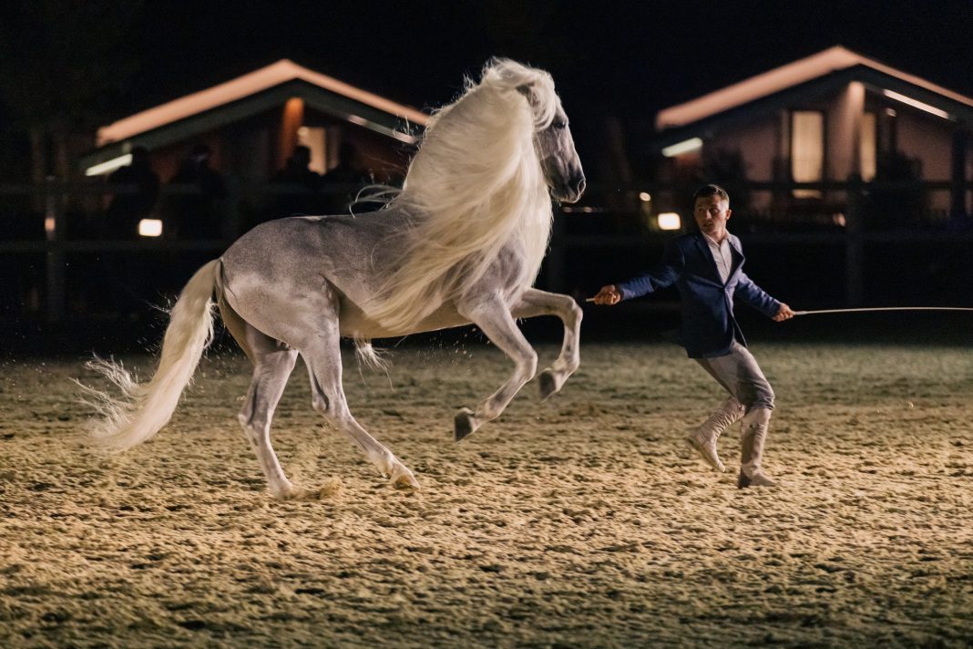 🐎 Caii se pregătesc. Lumina se așază.Un spectacol ca-n basme prinde viață la ISSA Resort Turda, între 29 noiembrie și 1 decembrie! 🇷🇴✨ 🐎 Caii se pregătesc. Lumina se așază.Un spectacol ca-n basme prinde viață la ISSA Resort Turda, între 29 noiembrie și 1 decembrie! 🇷🇴✨